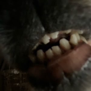 Meet your Posher, Alan